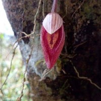 Bulbophyllum elegans Gardner ex Thwaites